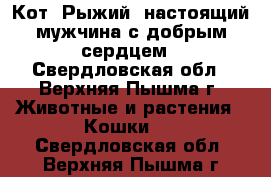 Кот “Рыжий“ настоящий мужчина с добрым сердцем - Свердловская обл., Верхняя Пышма г. Животные и растения » Кошки   . Свердловская обл.,Верхняя Пышма г.